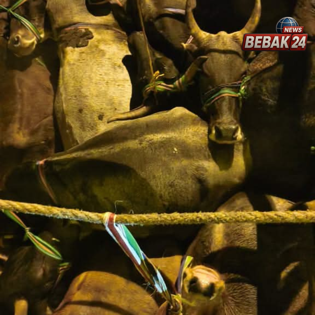 पुलिस मुठभेड़ में दो गो-तस्कर गिरफ्तार, 33 मवेशी मुक्त; एक तस्कर के पैर में लगी गोली