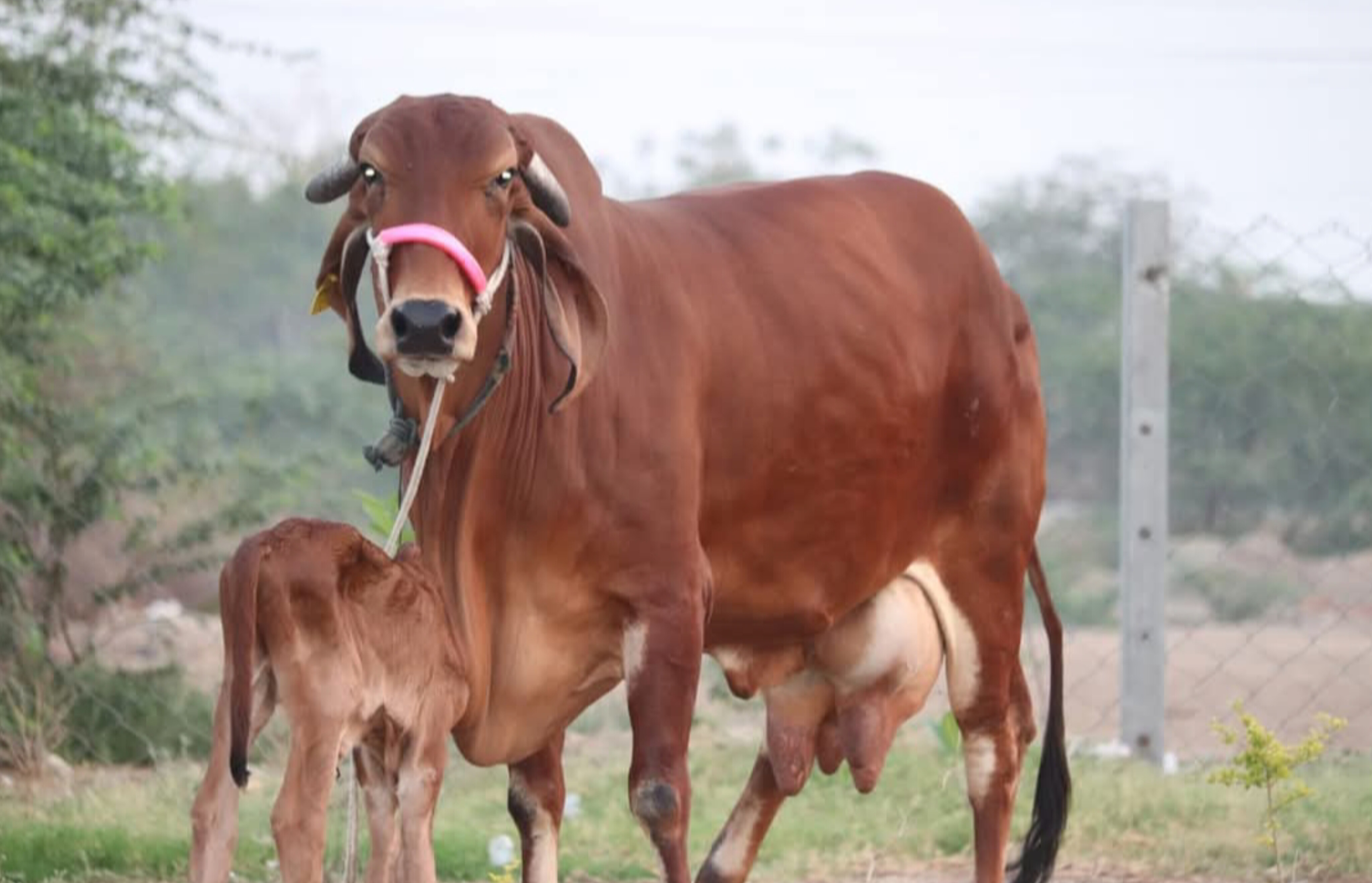 नन्द बाबा दुग्ध मिशन की सौगात: गाजीपुर में 48 इकाईयों का लक्ष्य आवंटित